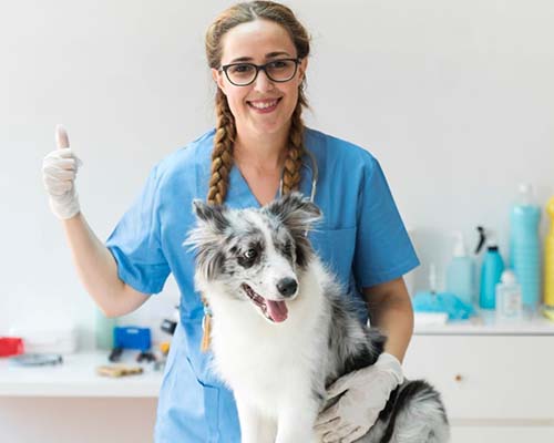 Σεμινάριο Κτηνιατρικής Σχολής ΠΛ: Οι προοπτικές του κτηνιατρικού επαγγέλματος τον 21ο αιώνα