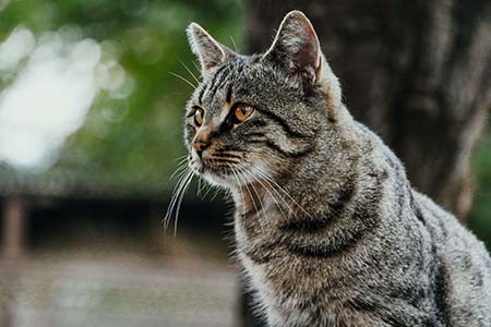 Σεμινάριο για τον Υπεραλδοστερονισμό στις γάτες από την Κτηνιατρική Σχολή του Παν. Λευκωσίας