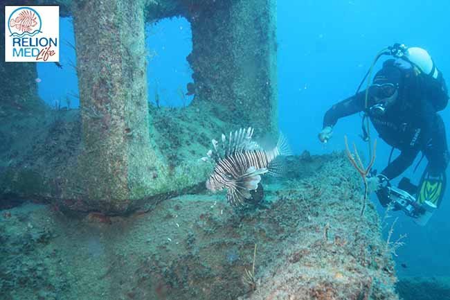 «IUCN MedMIS»: Aποτελέσματα καταγραφών για παρατηρήσεις λεοντόψαρων στη Μεσόγειο
